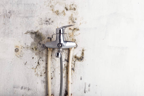 Best Fast Mold Removal  in Shrub Oak, NY