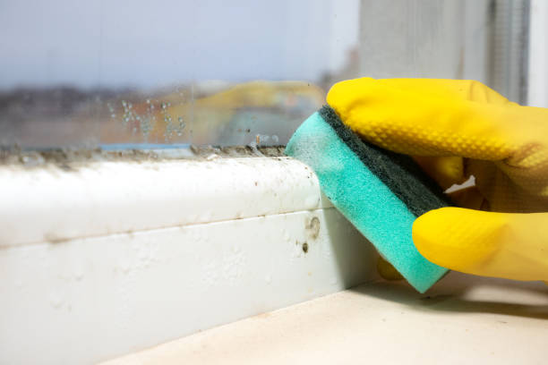 Best Certified Mold Removal  in Shrub Oak, NY