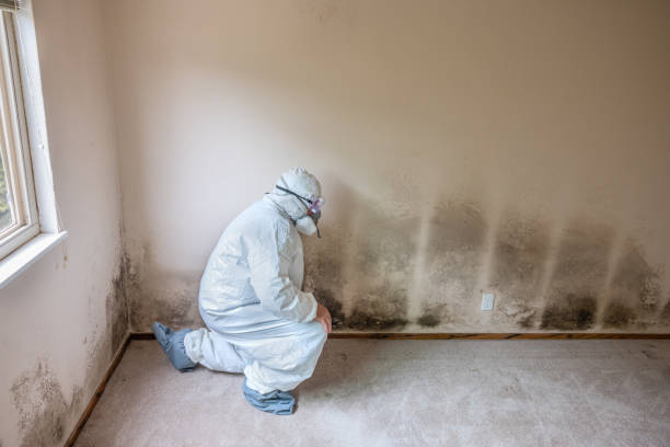 Best Professional Mold Removal  in Shrub Oak, NY