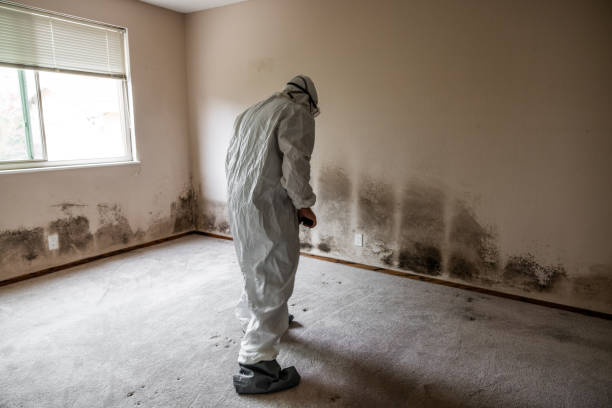 Attic Mold Removal in Shrub Oak, NY